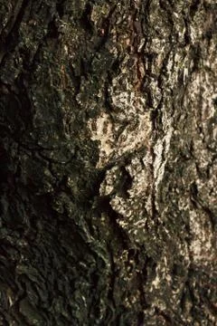 Wood texture Stock Photos