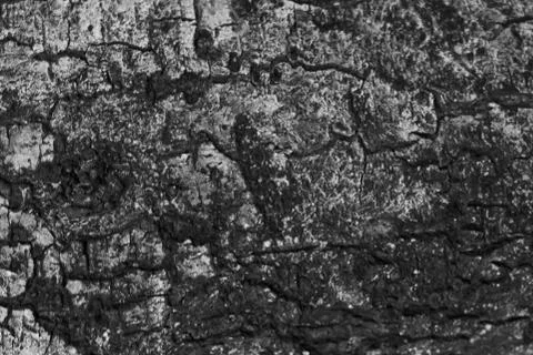 Wood texture Stock Photos