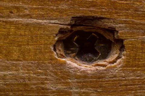 Wood texture 写真素材