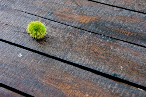 Wood texture Stock Photos