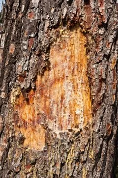 Wood texture Stock Photos