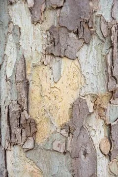 Wood texture Foto stock