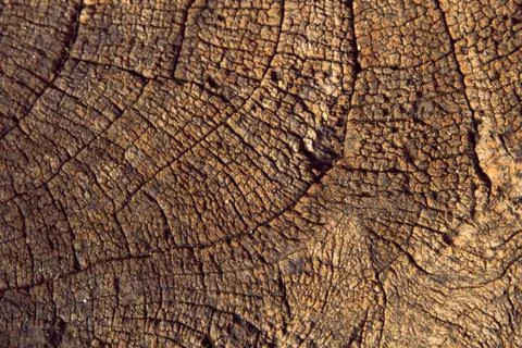 Wood texture Stock Photos