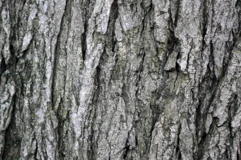 Wood texture Foto stock