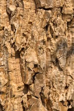 Wood texture Stock Photos