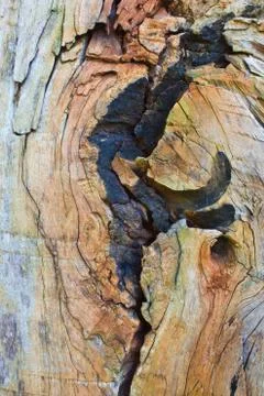 Wood texture Stock Photos