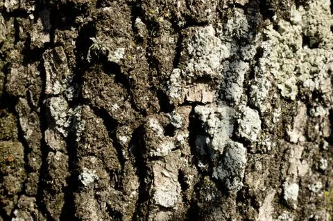 Wood Texture Foto stock