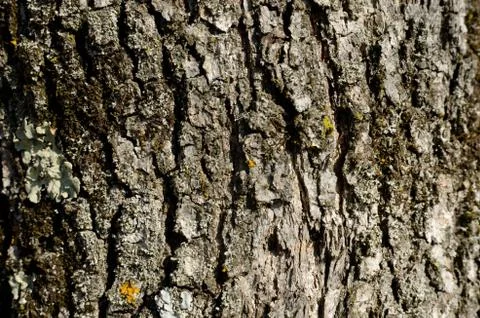 Wood Texture Stock Photos