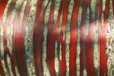 Wood texture Stock Photos