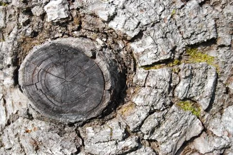 Wood texture Stock Photos