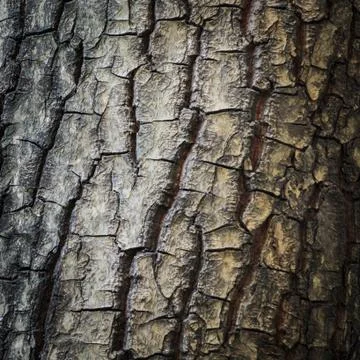 Wood texture Stock Photos