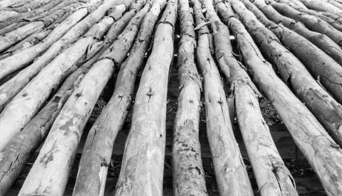Wood texture Stock Photos