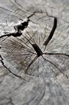Wood texture Foto stock