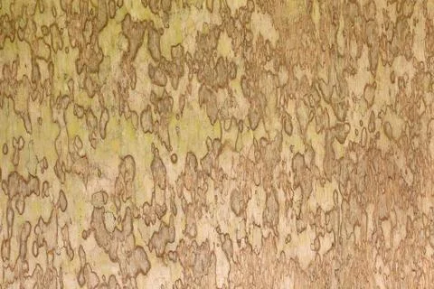 Wood texture Stock Photos