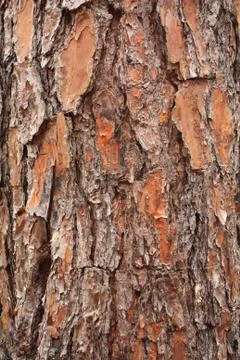 Wood texture Stock Photos