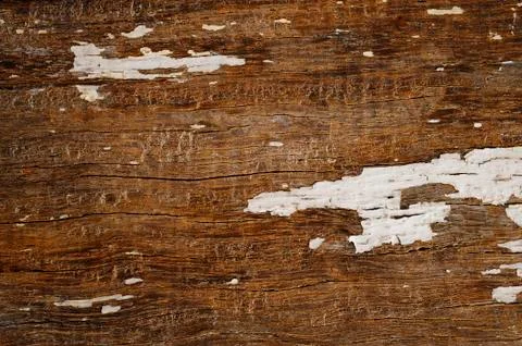 Wood texture Stock Photos