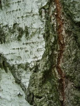 Wood texture Фото