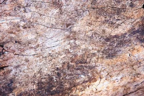 Wood texture Stock Photos