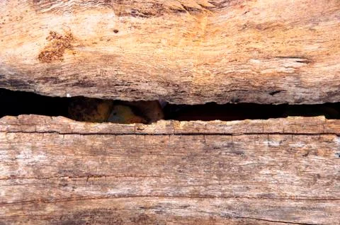 Wood texture Stock Photos