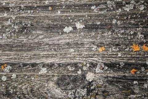 Wood texture Stock Photos