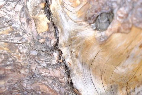 Wood texture Stock Photos