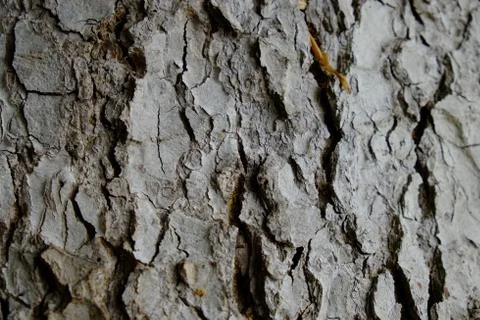 Wood texture Stock Photos