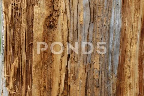 Wood texture Stock Photos