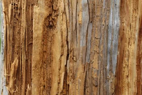 Wood texture Stock Photos