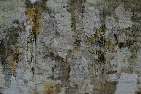 Wood texture Stock Photos