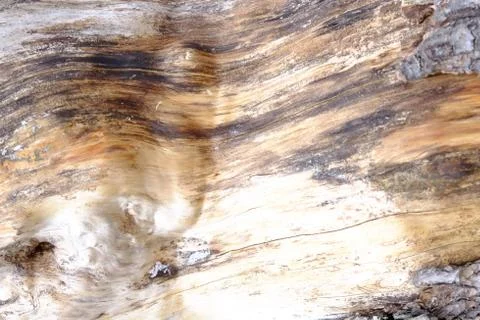 Wood texture Stock Photos