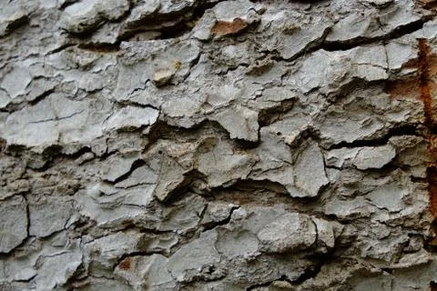 Wood texture Stock Photos