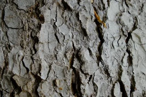 Wood texture Stock Photos