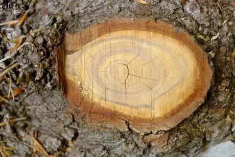 Wood texture Stock Photos