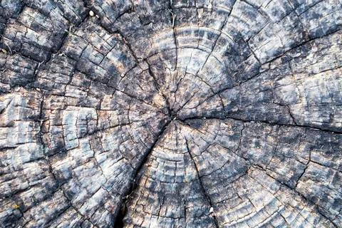 Wood texture Stock Photos