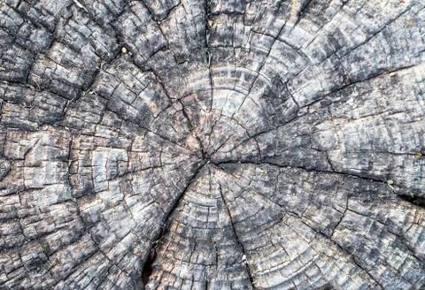 Wood texture Stock Photos