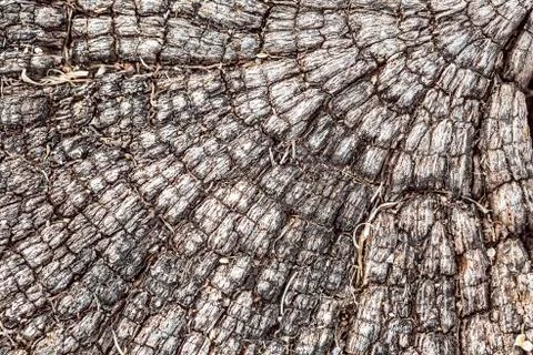 Wood texture Stock Photos