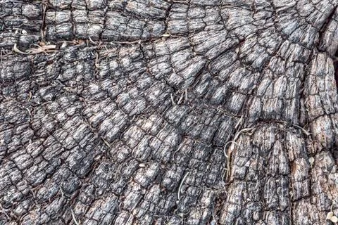 Wood texture Stock Photos
