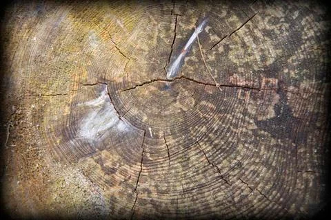 Wood texture Stock Photos