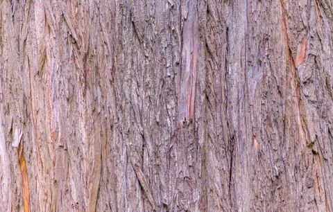 Wood texture Stock Photos
