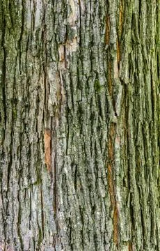 Wood texture Stock Photos