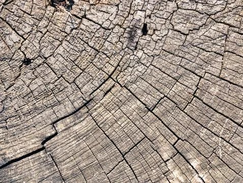 Wood texture Stock Photos