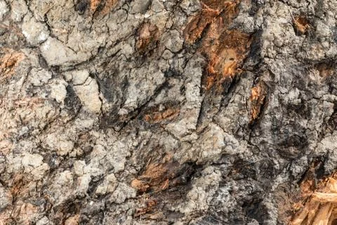 Wood texture Stock Photos