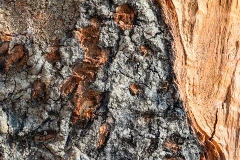 Wood texture Stock Photos
