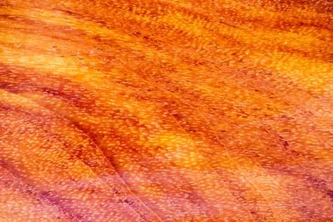 Wood texture Stock Photos