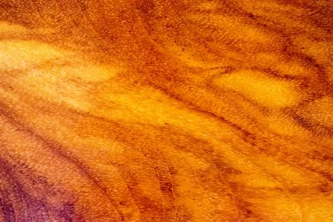Wood texture Stock Photos