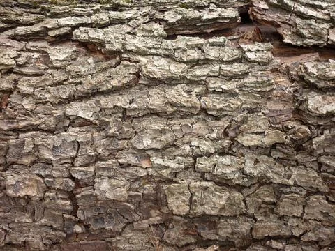 Wood texture Foto stock