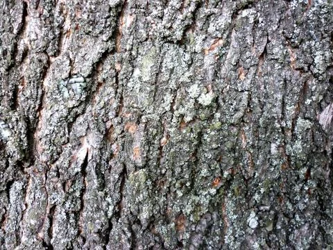 Wood texture Foto stock