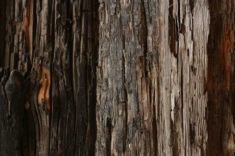 Wood texture 写真素材