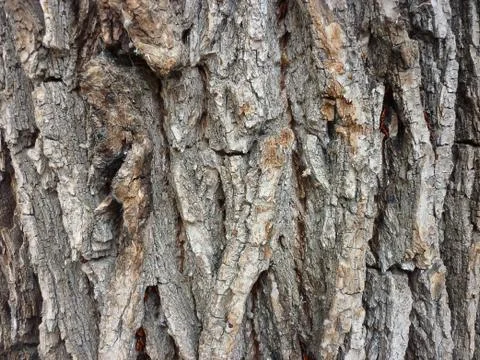 Wood texture Foto stock