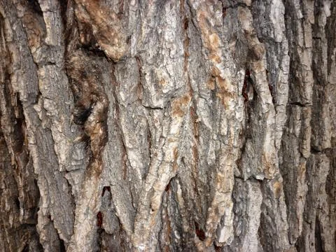Wood texture Stock Photos